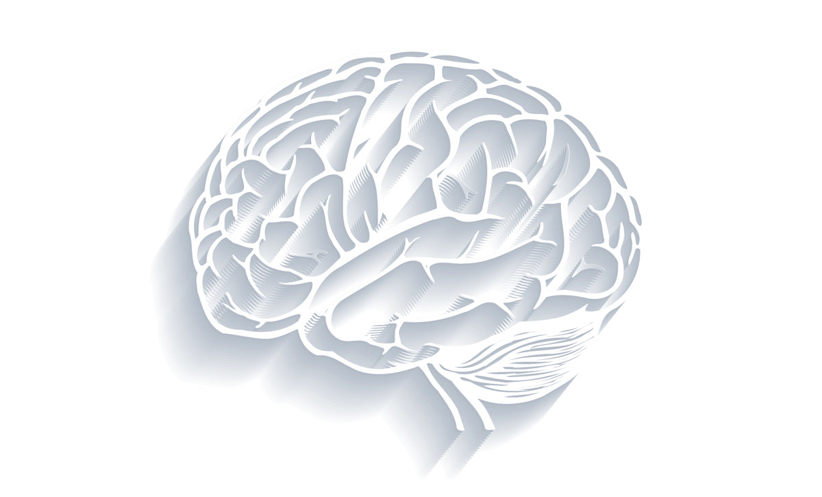 Brain Neuroanatomy