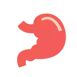 Simple Illustration of the Human Gut